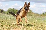 BERGER ALLEMAND 246